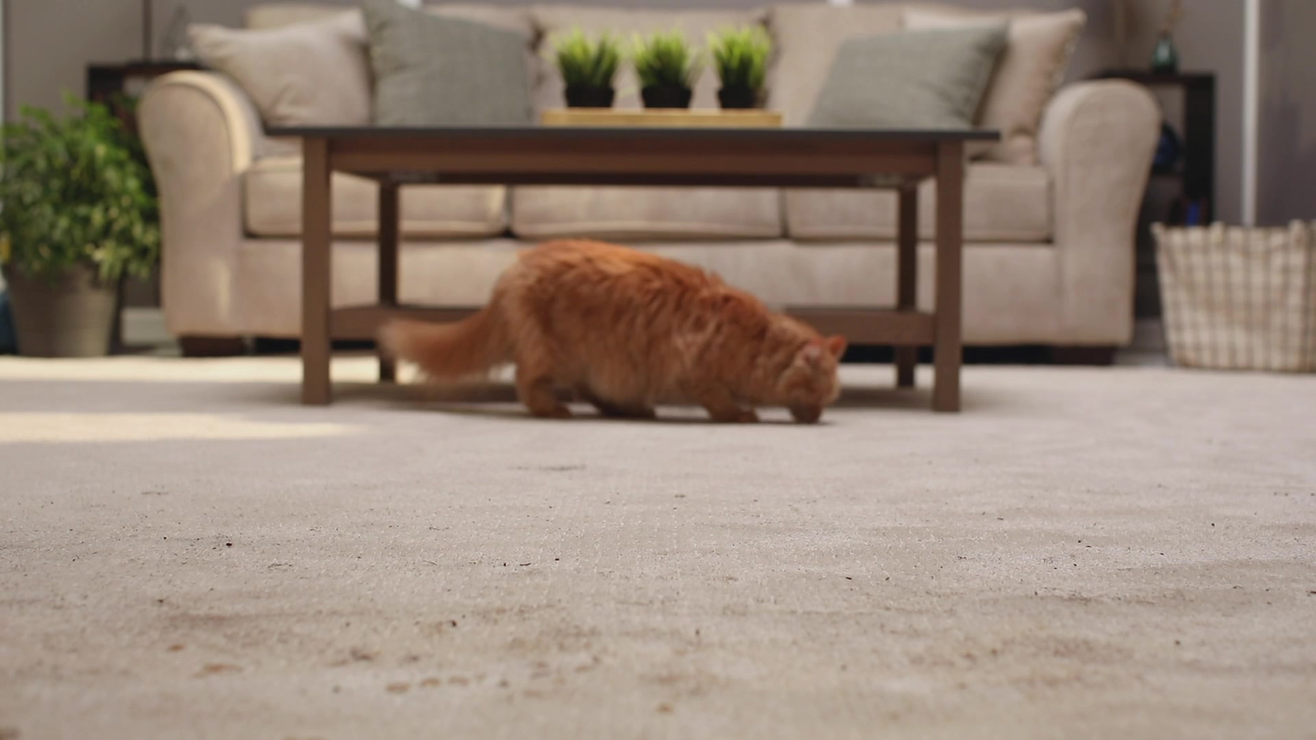 Cat sniffing dirty carpet