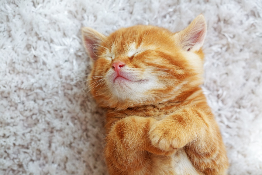 Kitten laying on carpet with eyes closed
