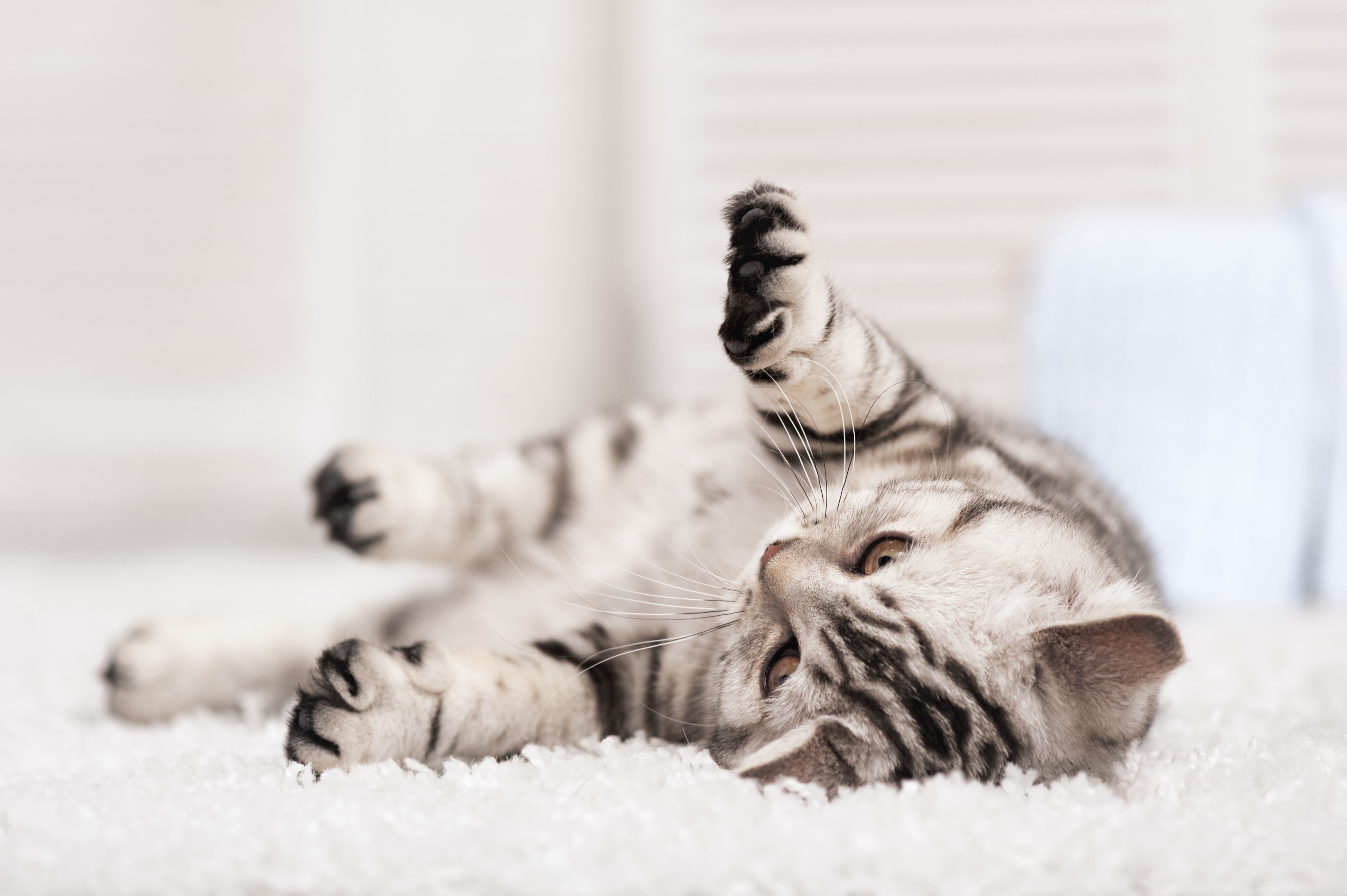 Cute cat on fluffy carpet.
