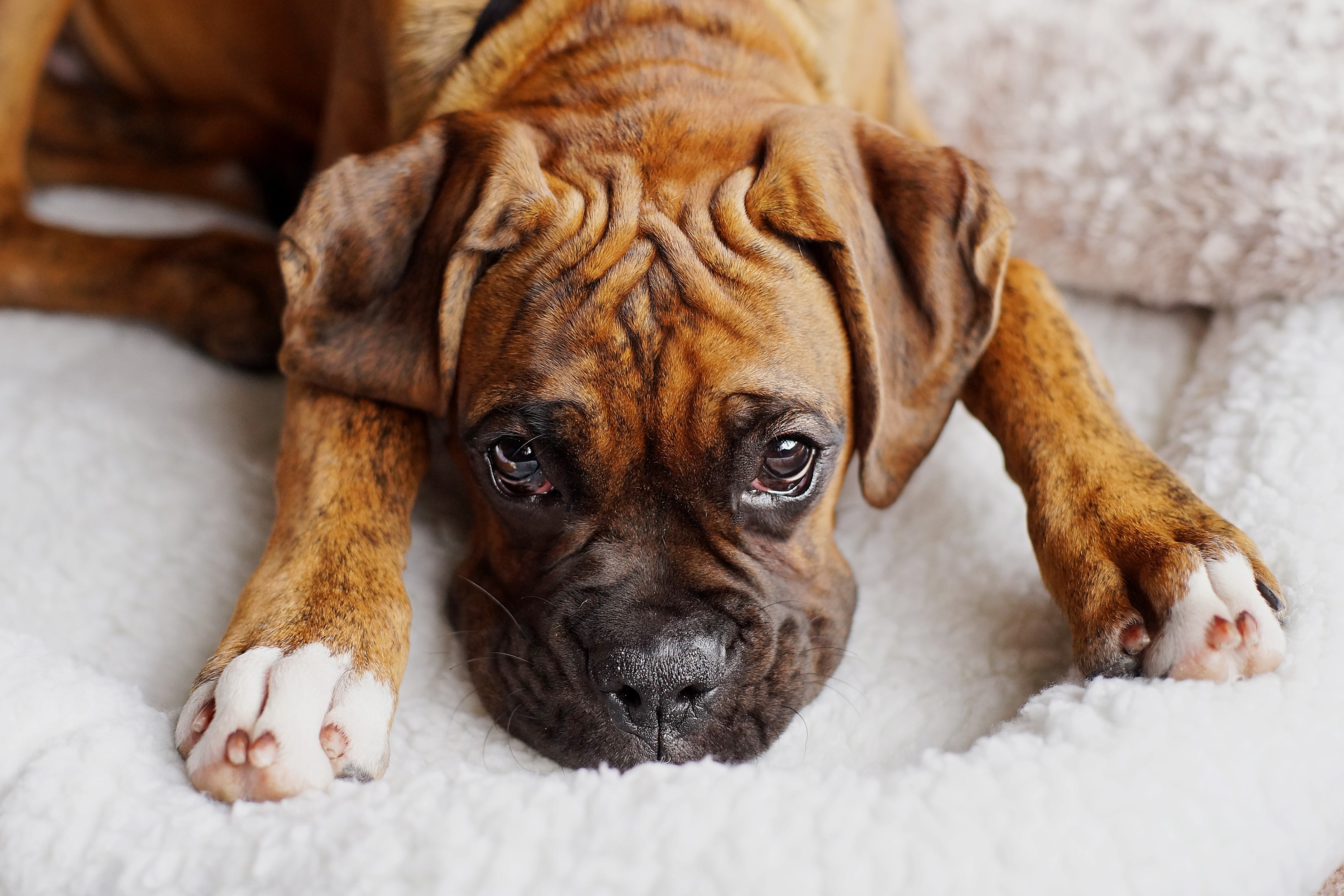 Got Pet Feces Stains ? BISSELL Pawsitively Clean recommends 3 steps to cleaning pet feces stains.