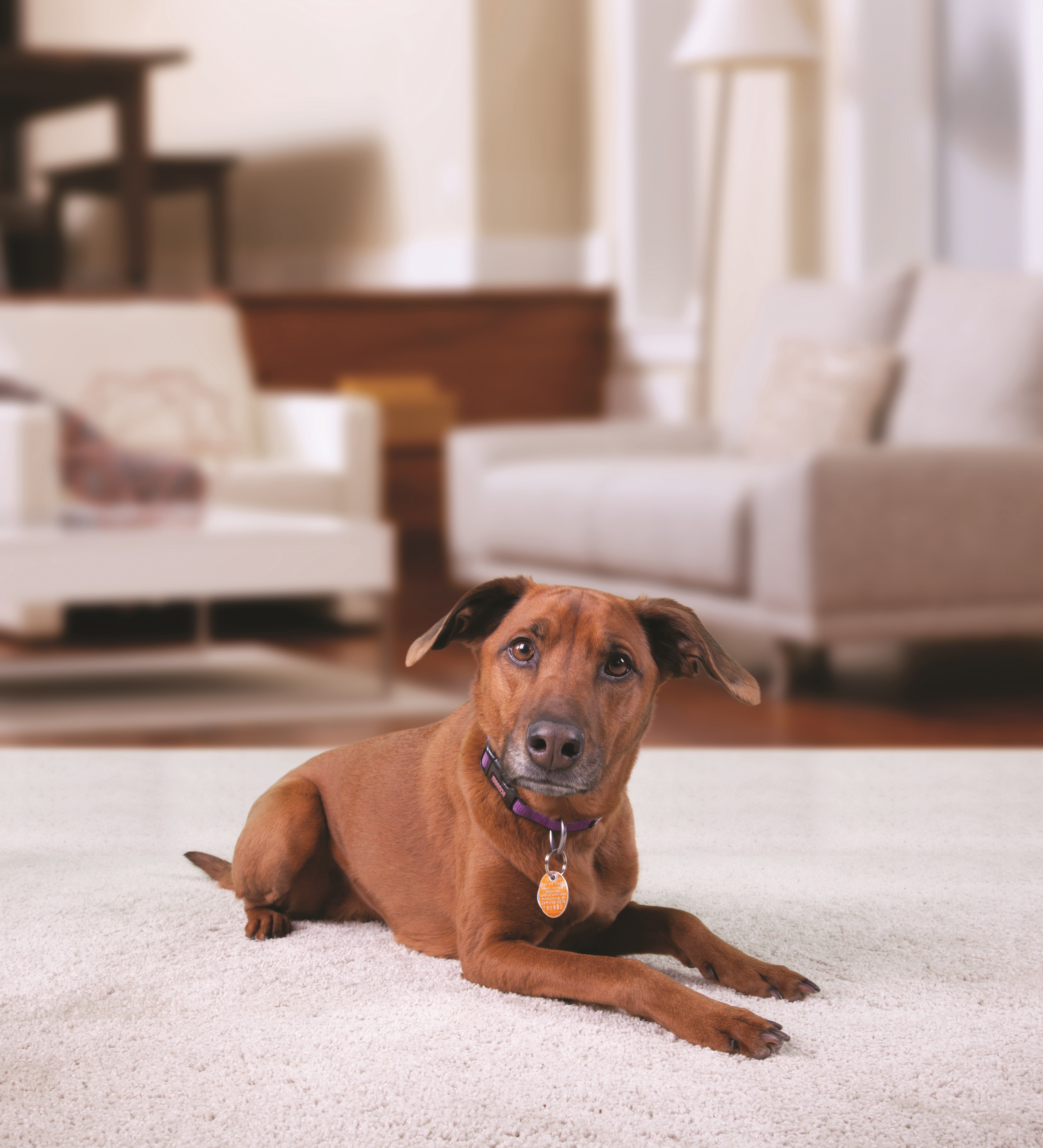 What Not To Do! BISSELL Pawsitively Clean shares the top 4 things not to do while deep cleaning.